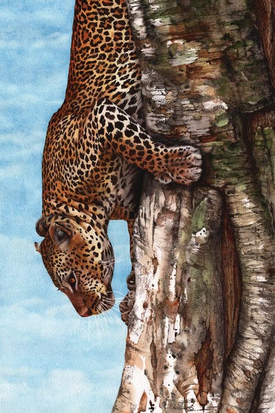 Leopards: Breaking Cover Leopard Print by Peter Williams