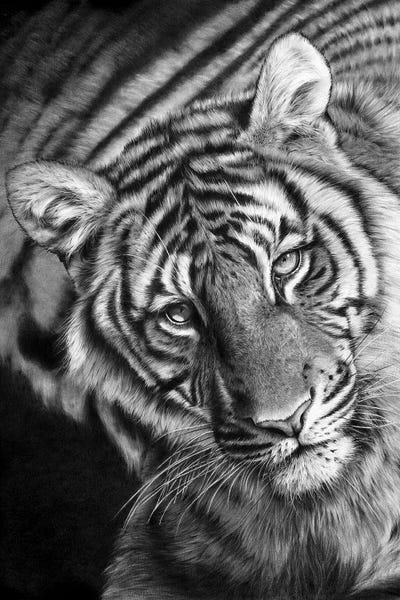 Last Chance To See by Peter Williams canvas print