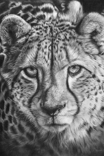 African Cheetah by Peter Williams art print