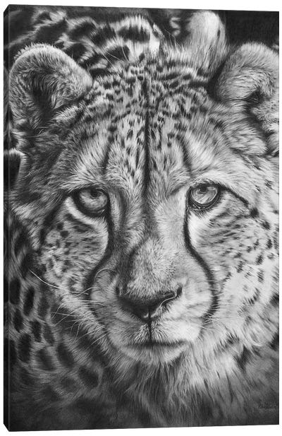 African Cheetah Canvas Art Print - Cheetah Art