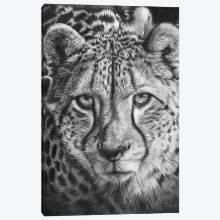 African Cheetah Canvas Print #PWI214} by Peter Williams Canvas Art