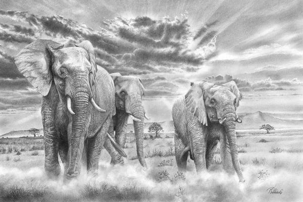 Peter Williams: We Three Kings - African Elephant by Peter Williams
