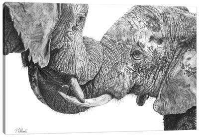 Titanic Embrace African Elephant Canvas Art Print - Peter Williams