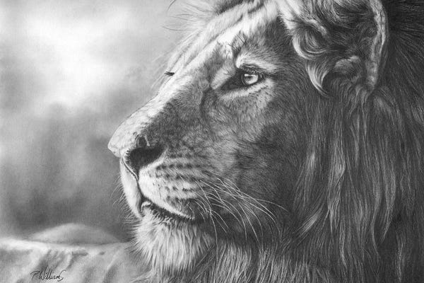 Peter Williams: Courageous Lion Portrait by Peter Williams