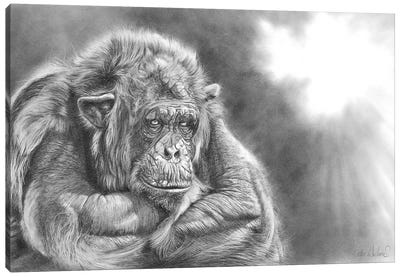 Comfortably Numb Canvas Art Print - Chimpanzee Art
