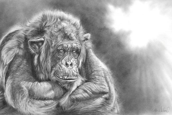 Chimpanzees: Comfortably Numb by Peter Williams