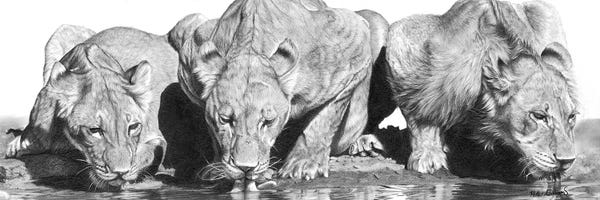 Lions: Cool For Cats by Peter Williams