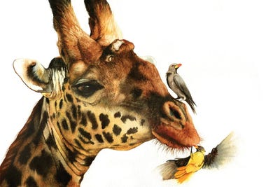 A Good Ticking Off by Peter Williams canvas print