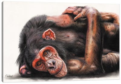 Daydreaming Canvas Art Print - Chimpanzee Art