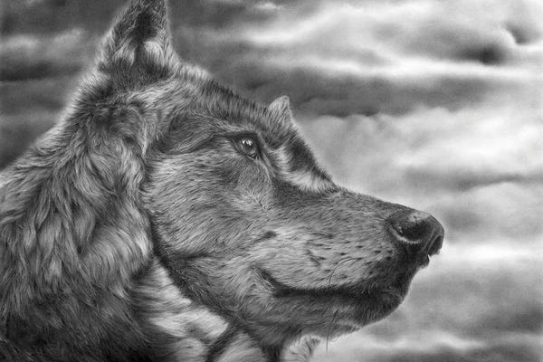 Wolves: Desperado by Peter Williams