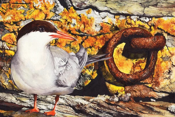 Peter Williams: Diamonds And Rust by Peter Williams