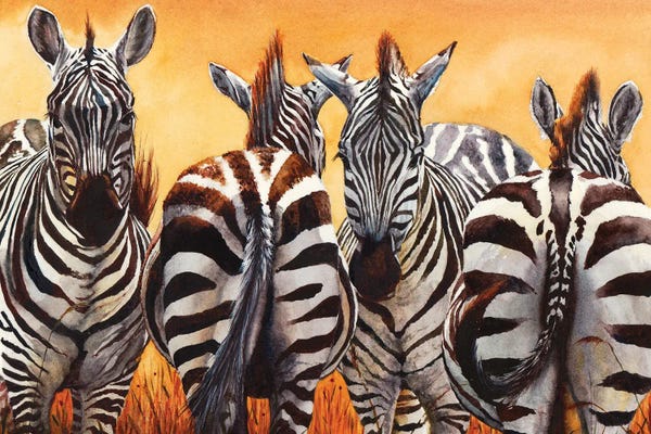 Zebras: Let's Face It, We're Lost by Peter Williams