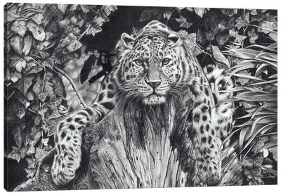 A Force Of Nature Canvas Art Print - Jaguar Art