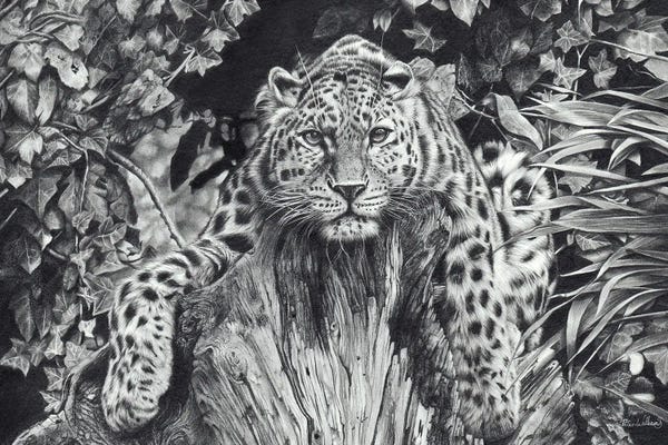 Jaguars: A Force Of Nature by Peter Williams