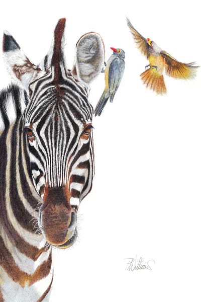 Zebras: The Horse Whisperer by Peter Williams