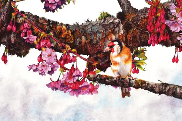 Peter Williams: In The Pink II by Peter Williams