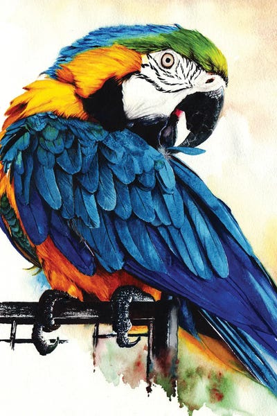 The Art Of The Feather: Jinx by Peter Williams