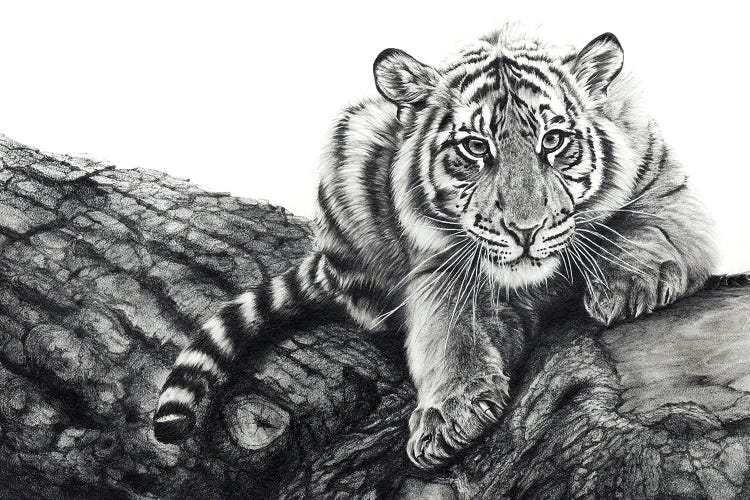 The Little Big Man by Peter Williams canvas print