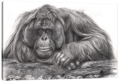 Old Man Of The Forest Canvas Art Print - Orangutan Art