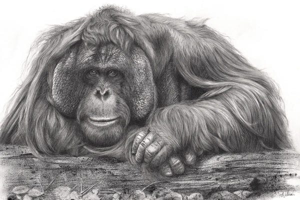 Orangutans: Old Man Of The Forest by Peter Williams