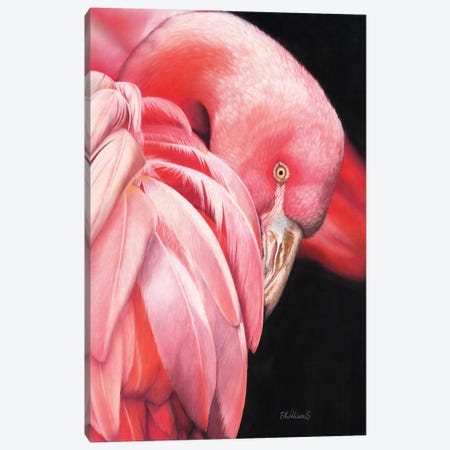 Pretty Flamingo Canvas Print #PWI85} by Peter Williams Canvas Print