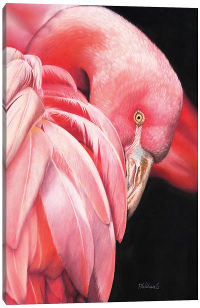 Pretty Flamingo Canvas Art Print - Peter Williams