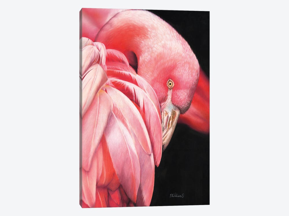 Pretty Flamingo by Peter Williams 1-piece Canvas Print