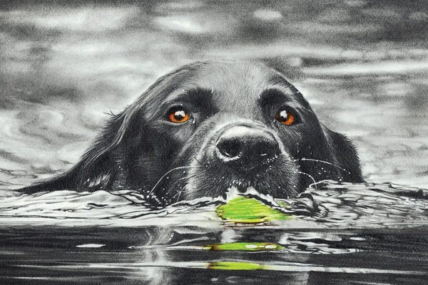 Peter Williams: Reservoir Dog by Peter Williams