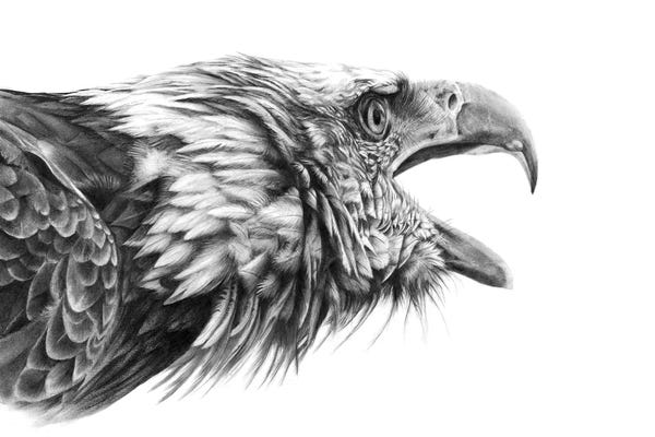 Peter Williams: Screaming Eagle by Peter Williams