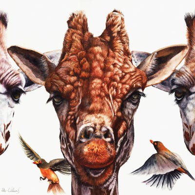 Simple Minds by Peter Williams framed canvas print