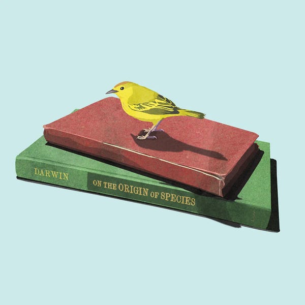 Reading Nook: Darwin's Finch by Peter Walters