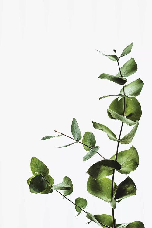 Elegant Green Plant