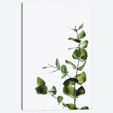Elegant Green Plant Canvas Print #PXY170} by Pixy Paper Canvas Artwork