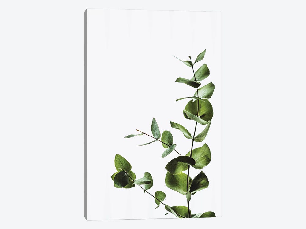Elegant Green Plant by Pixy Paper 1-piece Canvas Artwork