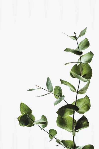 Pixy Paper: Elegant Green Plant by Pixy Paper