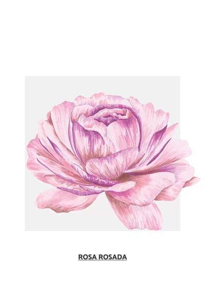 Flowers Collection - Pink Rose by Pixy Paper canvas print