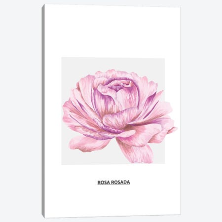 Flowers Collection - Pink Rose Canvas Print #PXY187} by Pixy Paper Canvas Artwork