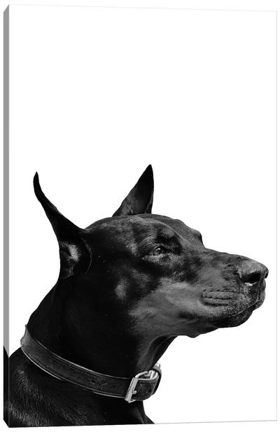 Mono Dog Canvas Art Print - Doberman Pinscher Art