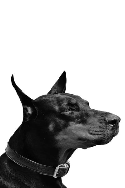 Doberman Pinschers: Mono Dog by Pixy Paper