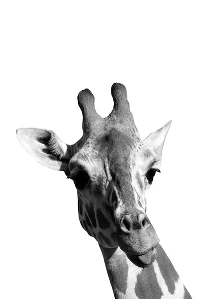 Giraffes: Mono Giraffe by Pixy Paper