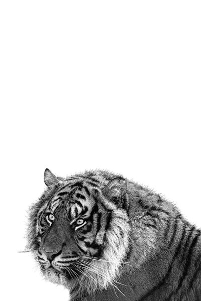 Mono Tiger by Pixy Paper canvas print