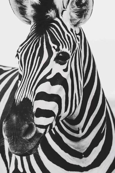 Zebras: Mono Zebra by Pixy Paper