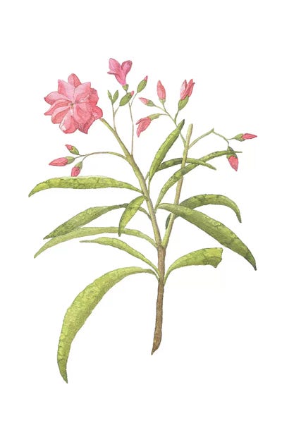 Pink Plant Floral Collection by Pixy Paper framed wall art