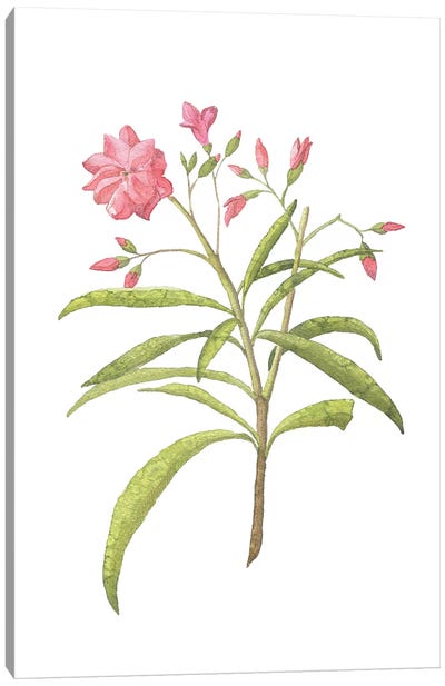 Pink Plant Floral Collection Canvas Art Print - Botanical Illustrations