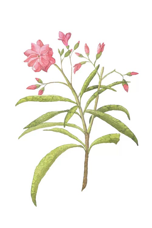 Pink Plant Floral Collection by Pixy Paper wall art