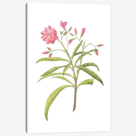 Pink Plant Floral Collection Canvas Print #PXY399} by Pixy Paper Canvas Art