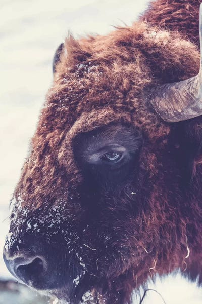 Real Bull-01 by Pixy Paper art print