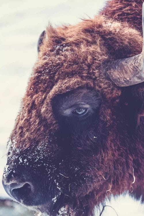 Real Bull-01 by Pixy Paper wall art