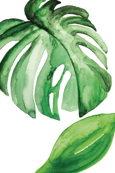 Monsteras: Large Leaf Exotic by Pixy Paper