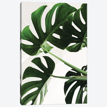 Monstera Leaf Canvas Print #PXY952} by Pixy Paper Canvas Art